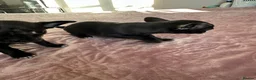 Chihuahua dogs for sale: Chihuahua puppies for sale - Advert 10