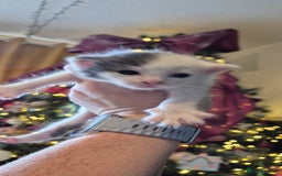 Domestic Shorthair cats for sale: Short hair kittens - Image 7