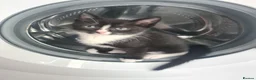 Mixed Breed cats for sale: Gorgeous kittens looking for Loving Homes - Advert 7