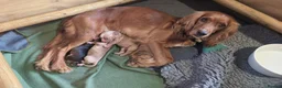 Cocker Spaniel dogs for sale: Cutest Cocker Spaniel Girls - Advert 3