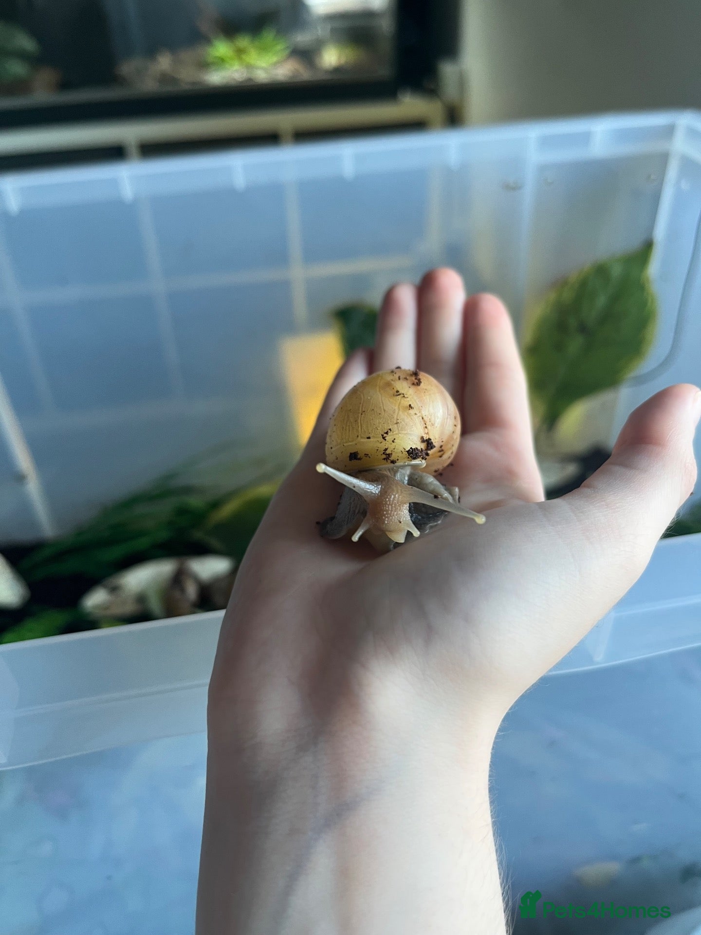 Snails invertebrates 2 Giant African land snails (URGENT) - Advert 18