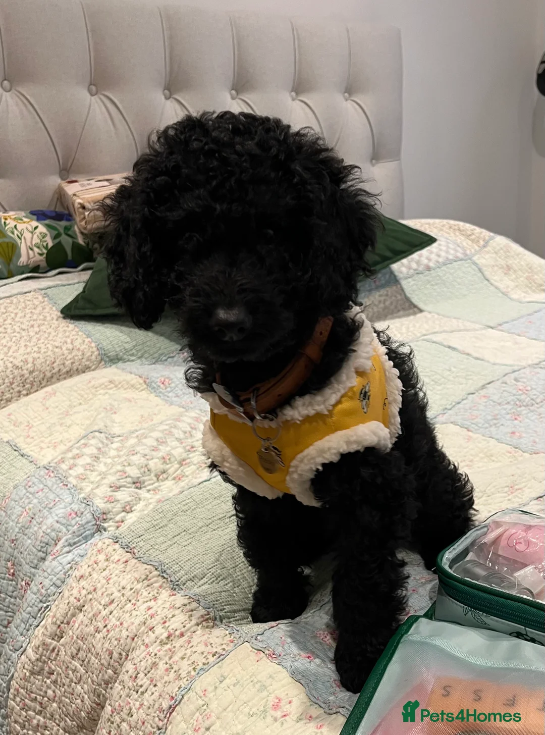 Cockapoo dogs for sale: Small Mini Cockapoo Male Puppy  - Advert 2