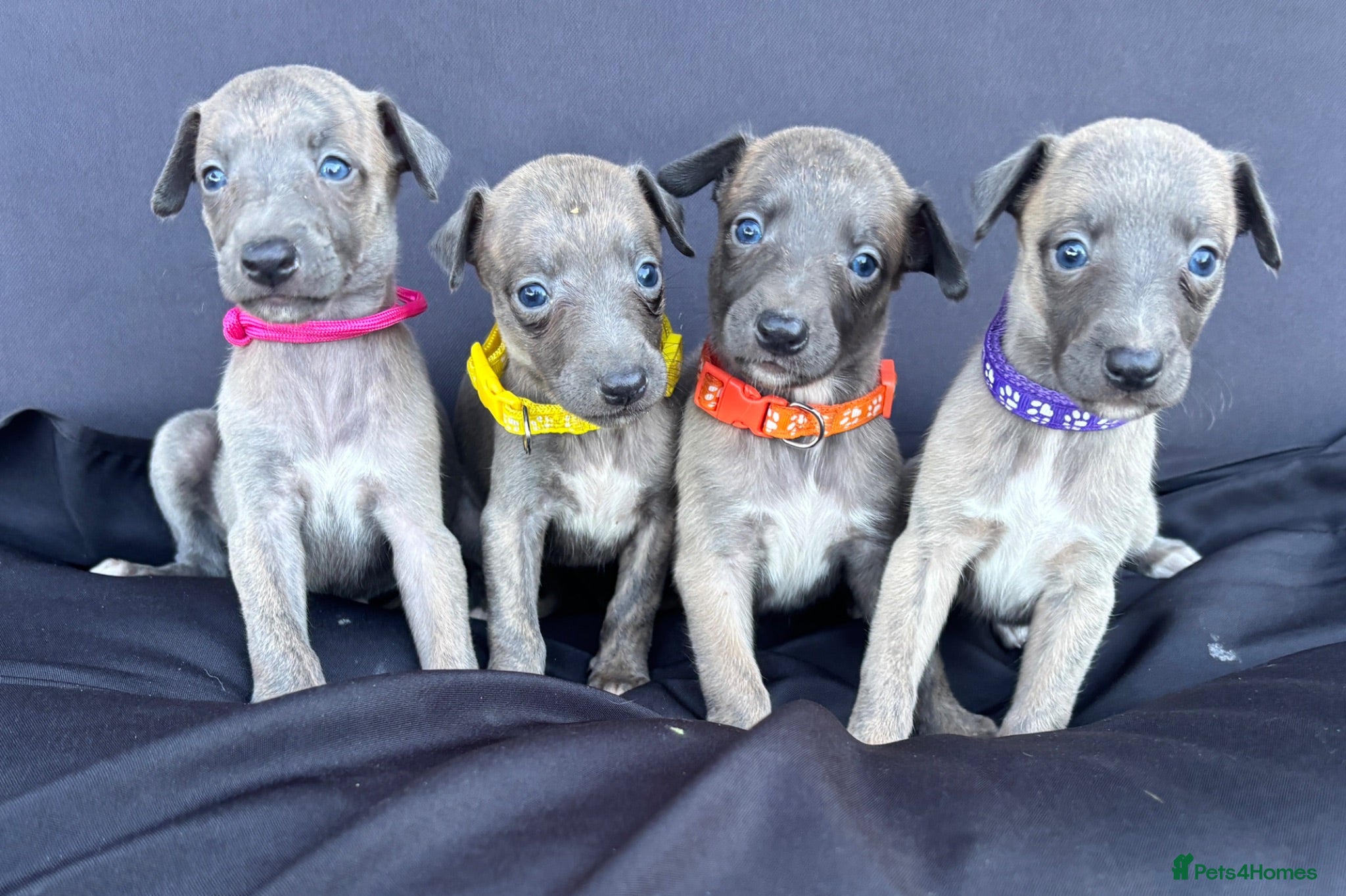 Whippet dogs KC Registered Whippet Puppies - Advert 4