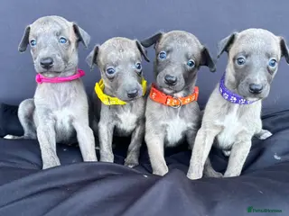 Whippet dogs KC Registered Whippet Puppies - Advert 4