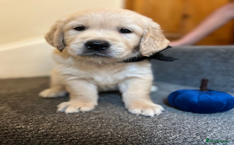 Golden Retriever dogs - Advert 3