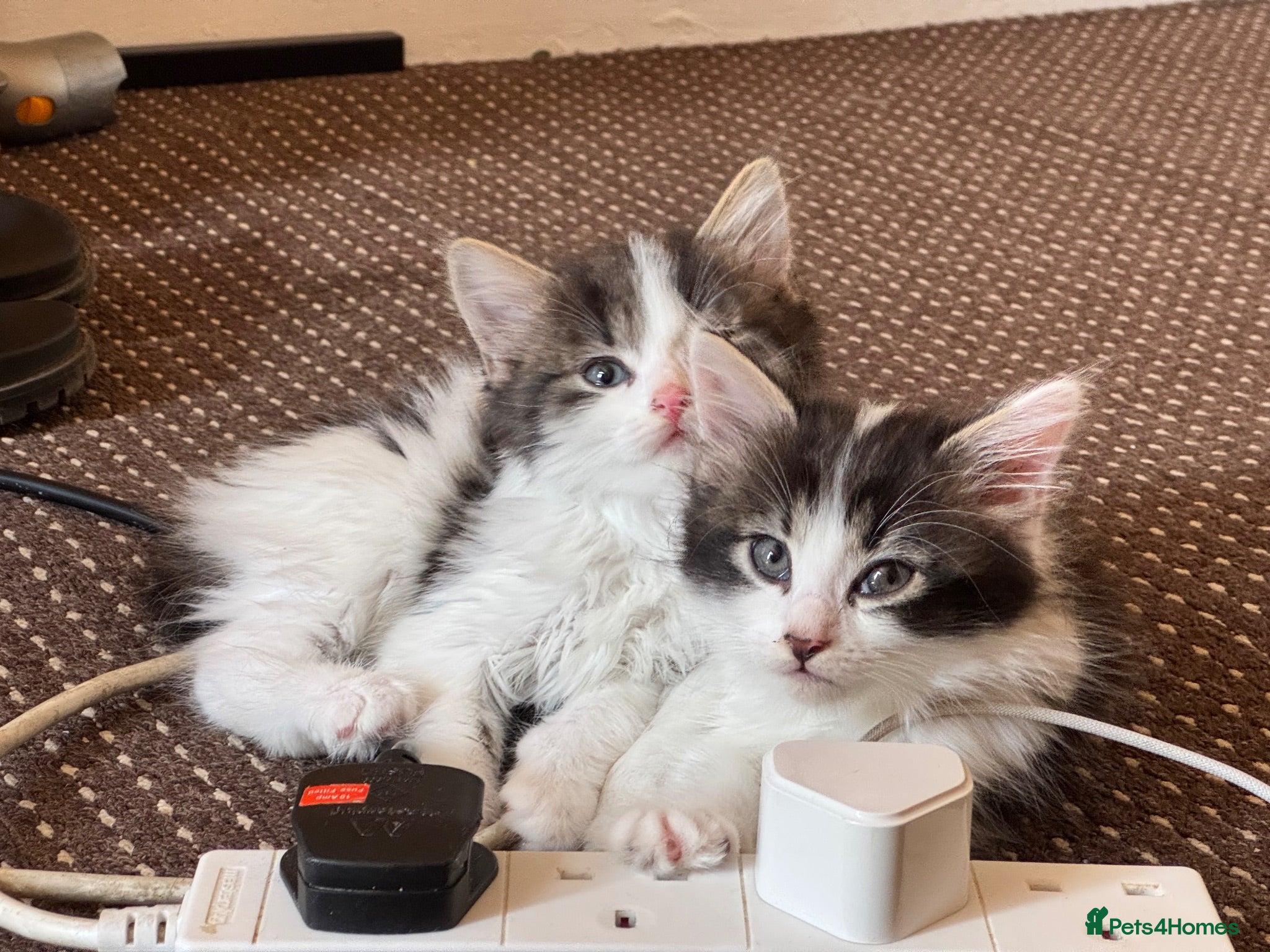 Mixed Breed cats Beautiful fluffy kittens  - Advert 1