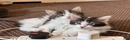 Mixed Breed cats for sale: Beautiful fluffy kittens  - Advert 1
