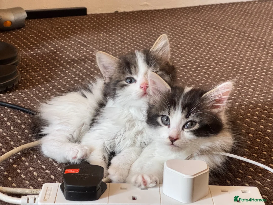 Mixed Breed cats for sale: Beautiful fluffy kittens  - Advert 1