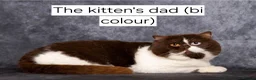 British Shorthair cats for sale: 3 GCCF registered British short hair kittens - Advert 2