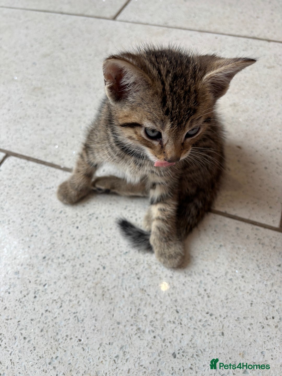 British Shorthair cats for sale: Kittens  - Image 14
