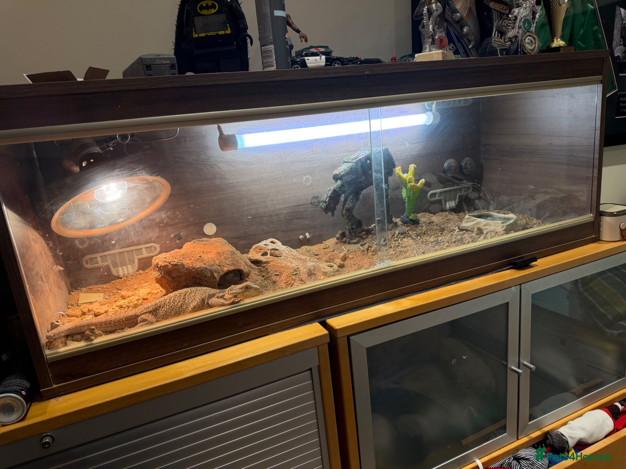 Bearded Dragon reptiles Bearded dragon  - Advert 4