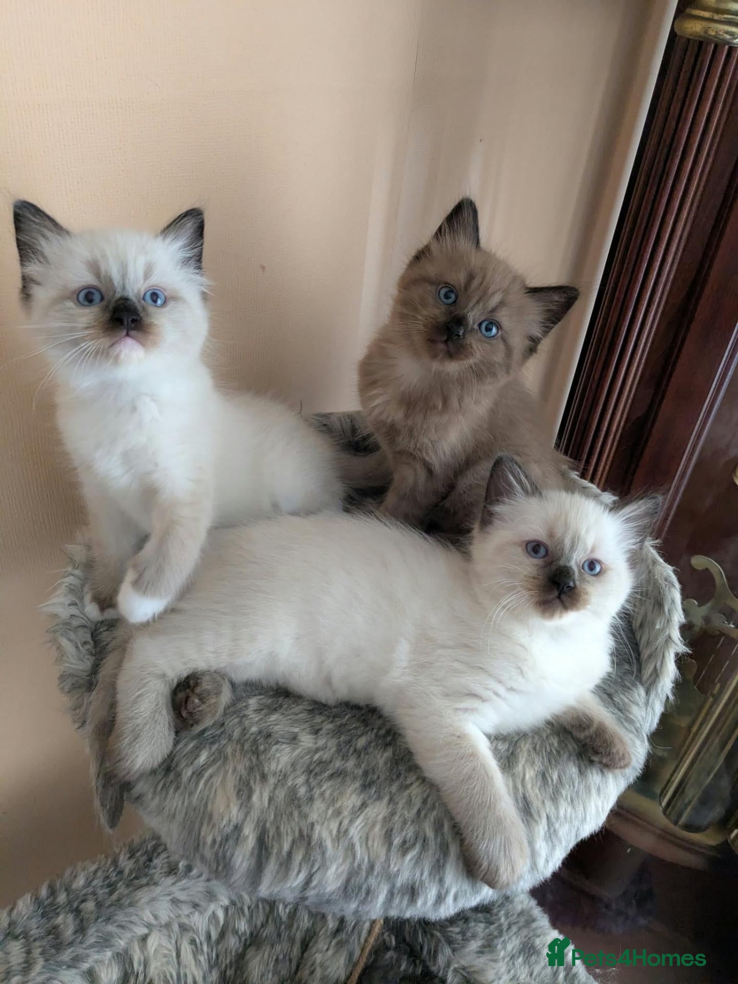 Ragdoll cats Our adorable- Sepia,Mitted,Seal colorpoint - Advert 4