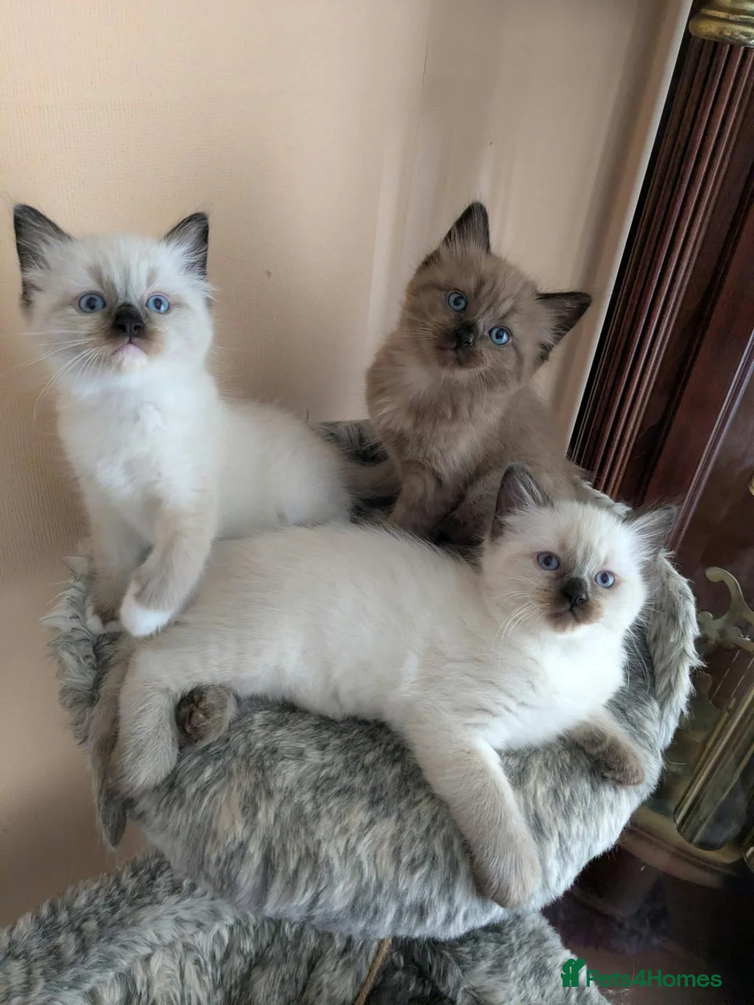 Ragdoll cats for sale: Our adorable- Sepia,Mitted,Seal colorpoint - Advert 1