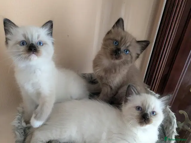 Ragdoll cats Our adorable- Sepia,Mitted,Seal colorpoint - Advert 2