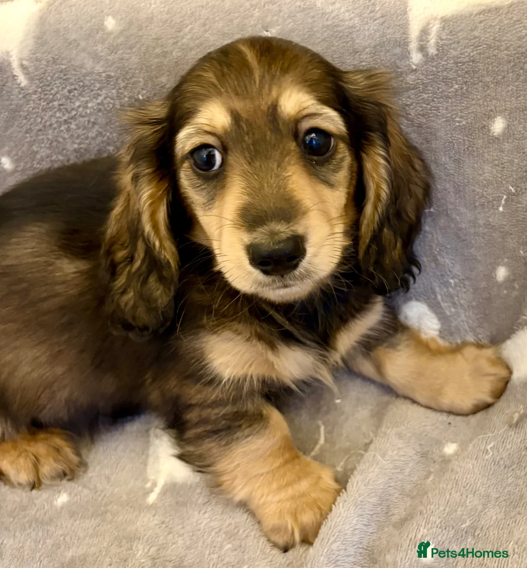 Miniature Dachshund dogs for sale: Miniature Longhaired Dachshunds  - Advert 5