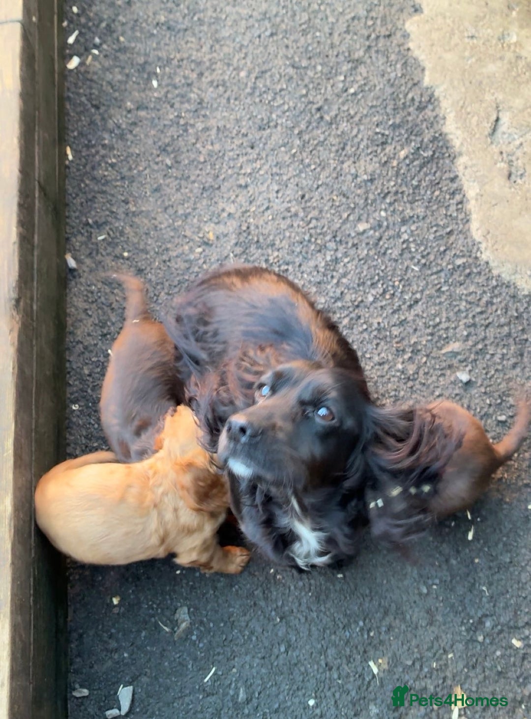Cocker Spaniel dogs for sale: PEDIGREE WORKING COCKER SPANIEL PUPPIES  - Advert 3