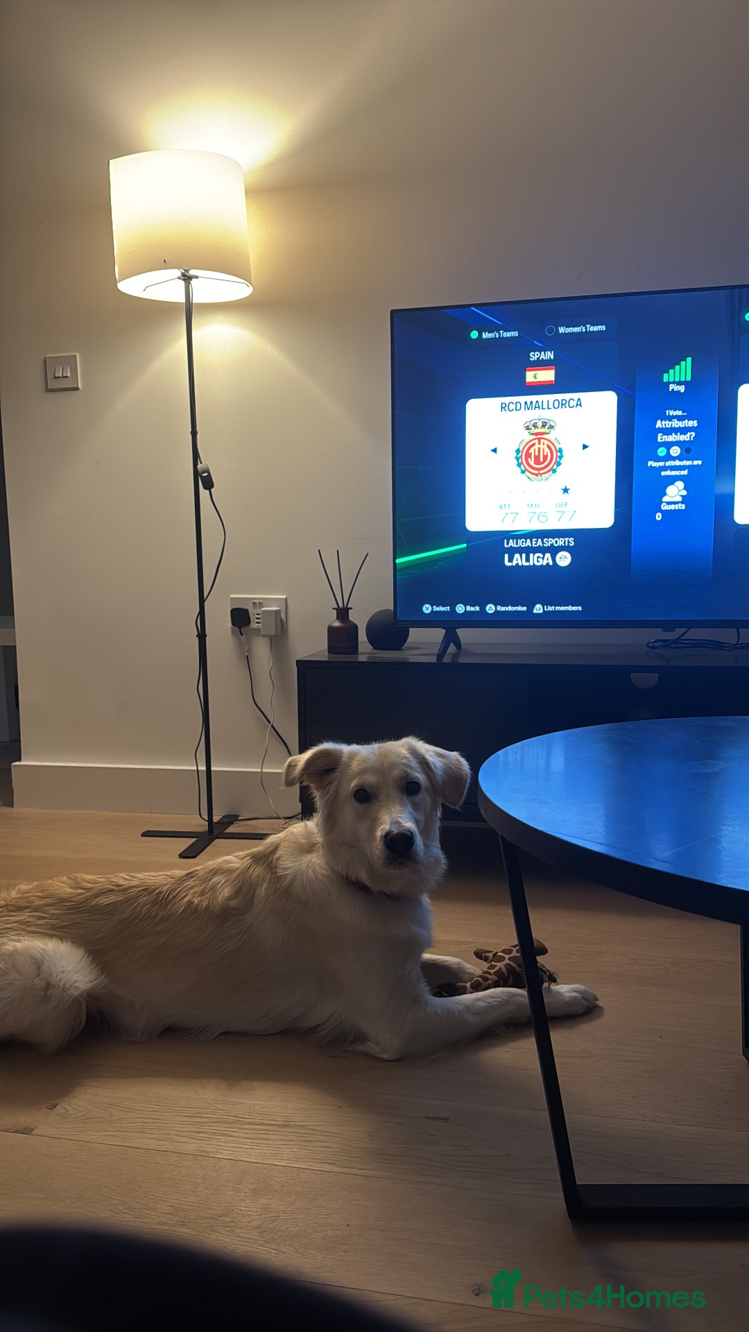 Mixed Breed dogs for sale: Golden lab/collie mix Azul - Advert 3