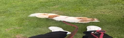 Chihuahua dogs for sale: KC champagne dilute boy - Advert 7