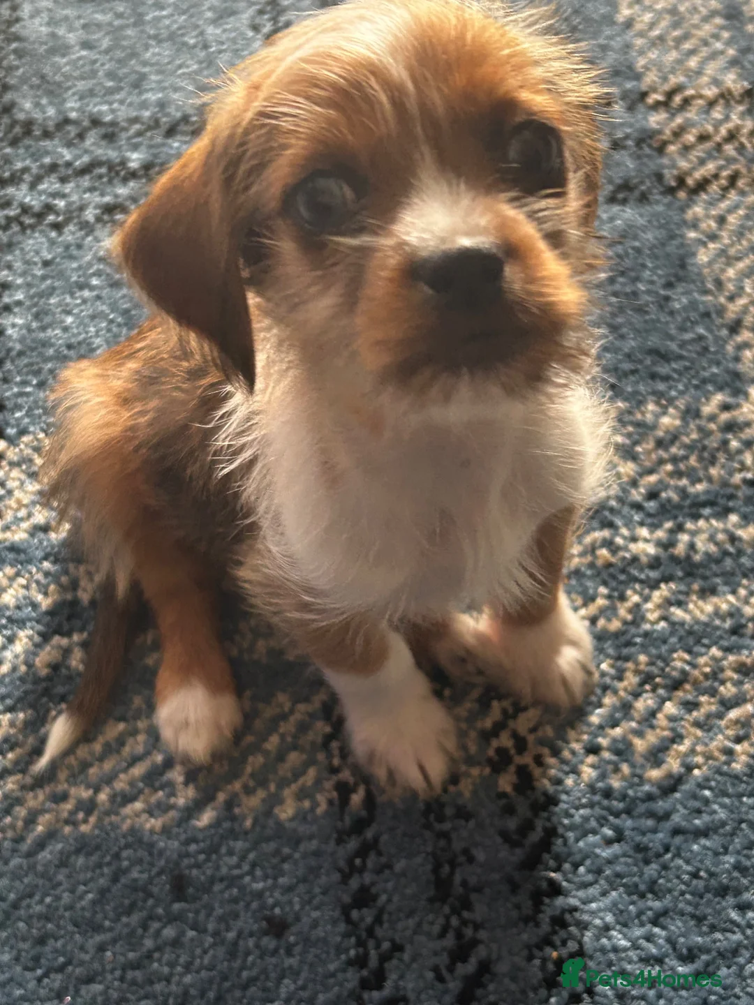 Jackshund dogs for sale: Beautiful fluffy jack Russell cross  - Advert 3