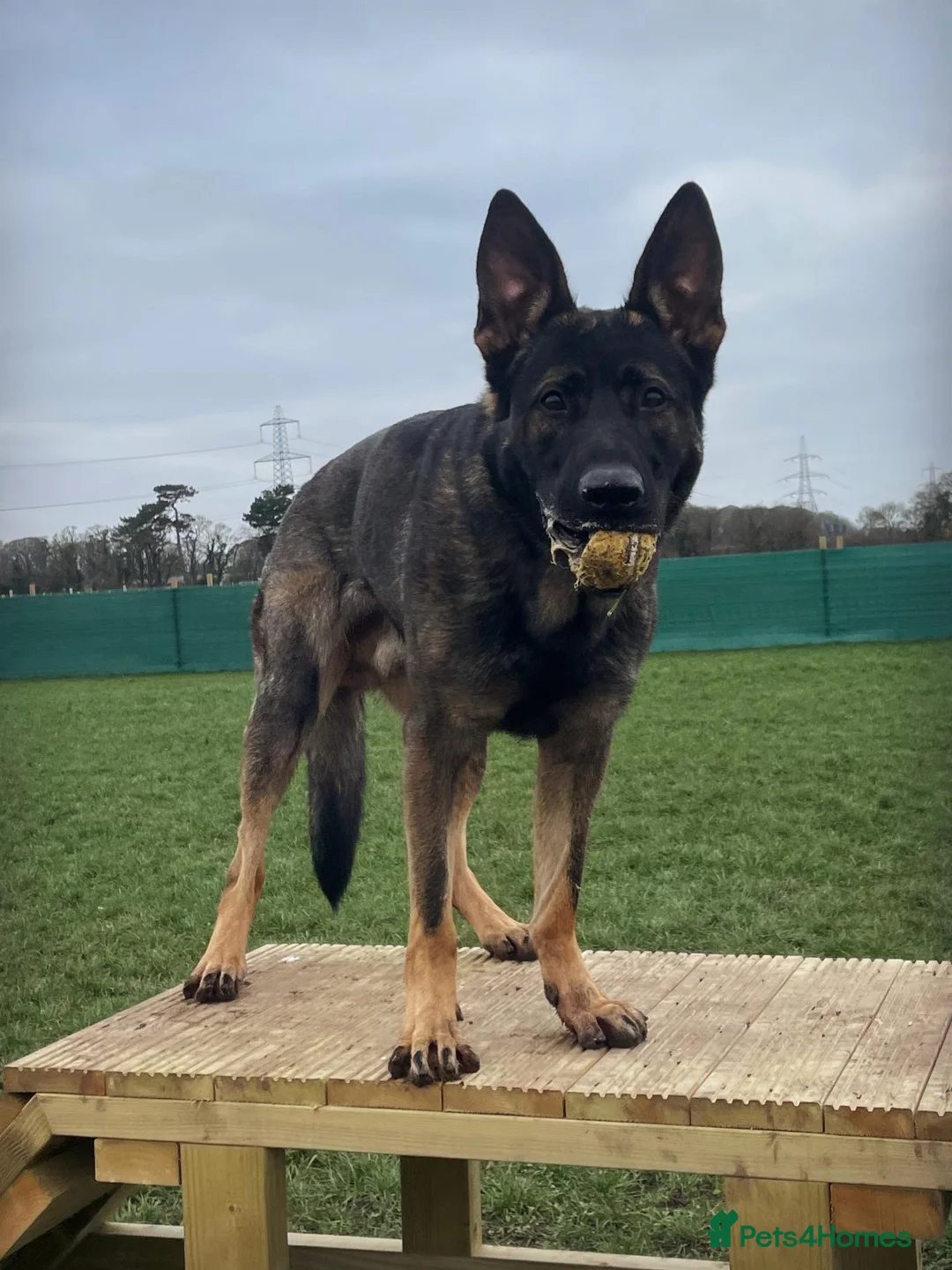 German Shepherd dogs for stud: CAESAR of TYGUARD AXLE x YORKA Z GEMERA IKC - Advert 3