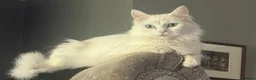 Turkish Angora cats for sale: Turkish angora kittens  - Advert 7