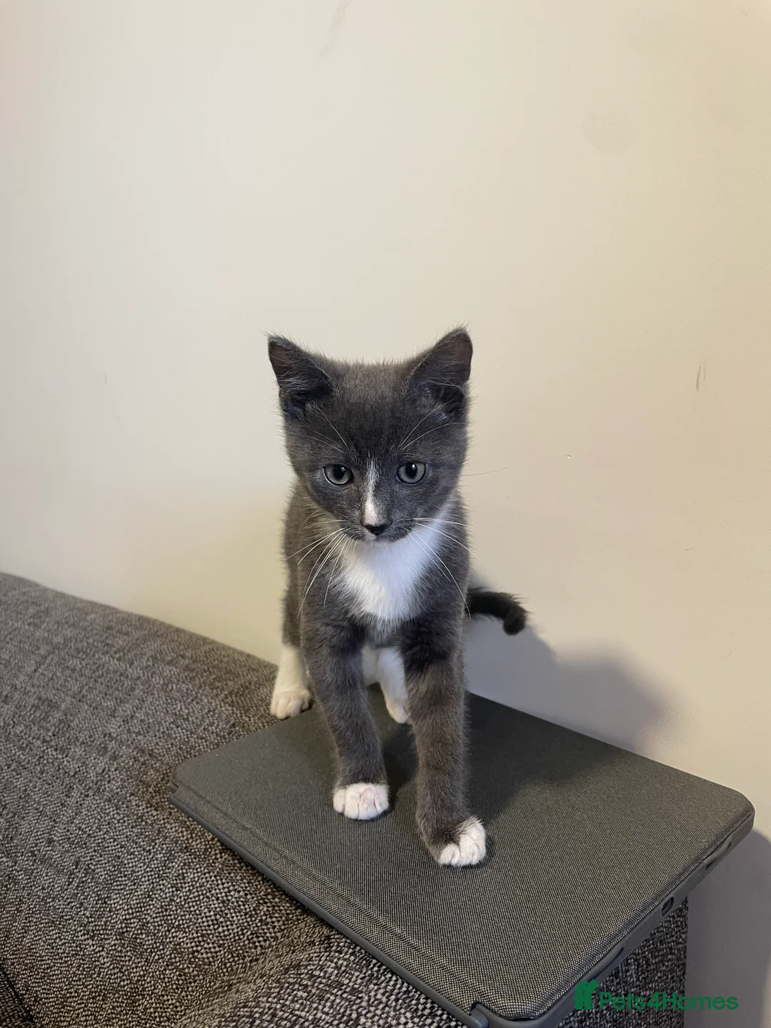 Mixed Breed cats for sale: Lovely Male Kitten - Advert 3