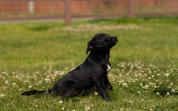 Borador dogs for sale: 🐶 Labrador x Border Collie Puppies – Ready Now!  - Image 13