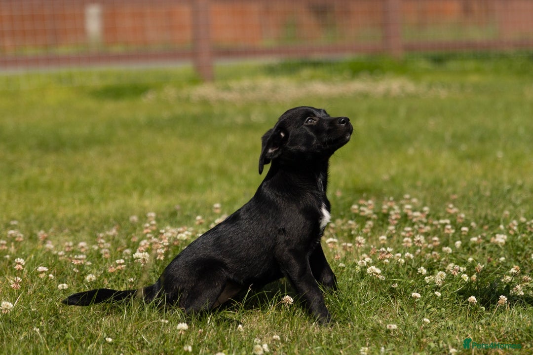 Borador dogs for sale: 🐶 Labrador x Border Collie Puppies – Ready Now!  - Image 13