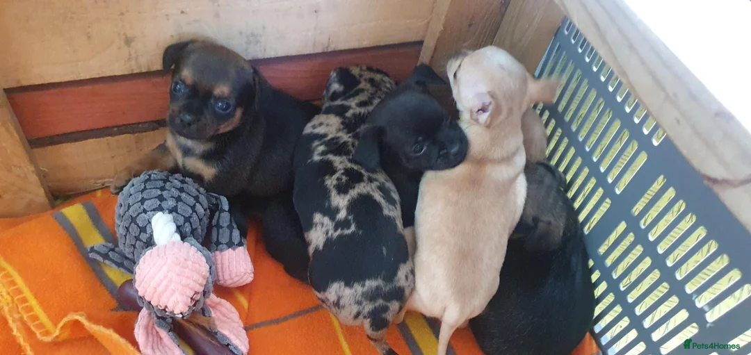 Mixed Breed dogs for sale: Beautiful Puppies  in Martock - Advert 2