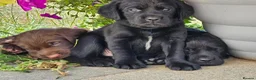 Springador dogs for sale: Beautifl Springador puppies in Totnes - Advert 1