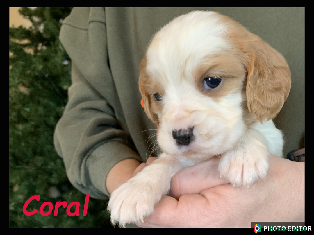 Cockalier dogs for sale: Beautiful Cockalier Pups – Loving Homes Await - Advert 8