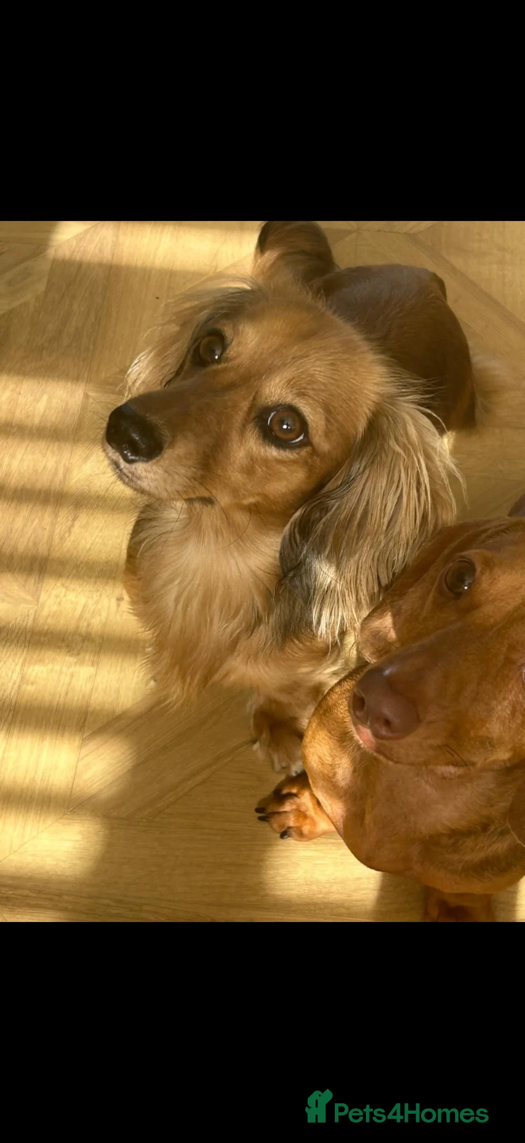 Miniature Dachshund dogs for sale: 3 year old male Miniature Dachshund - Advert 13