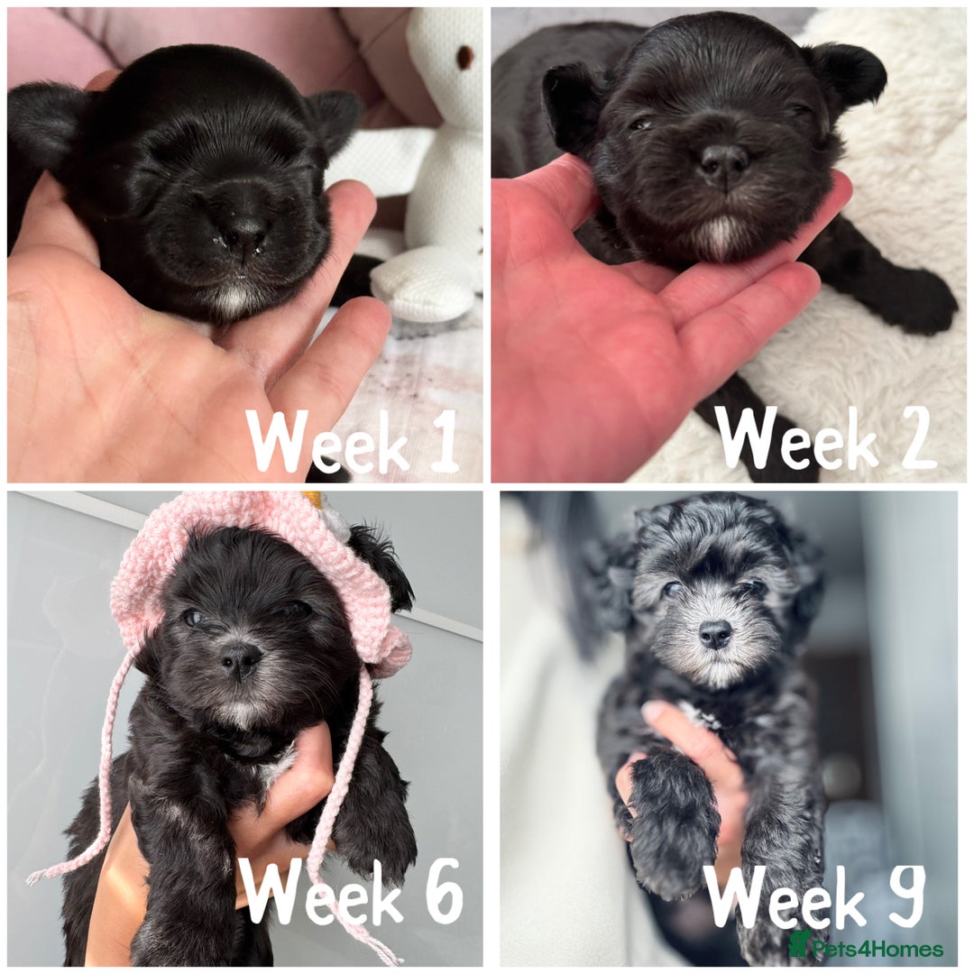 Maltipoo dogs for sale: 🩵Last Top Quality Rare Korean/Asian F1 Maltipoo🩵 in Bathgate - Image 13