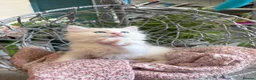 Ragdoll cats for sale: TICA & GCCF pedigree ragdoll kittens - Advert 4