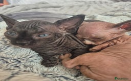 Sphynx cats for sale: Stunning bambino sphynx kittens shortleg and long - Image 10