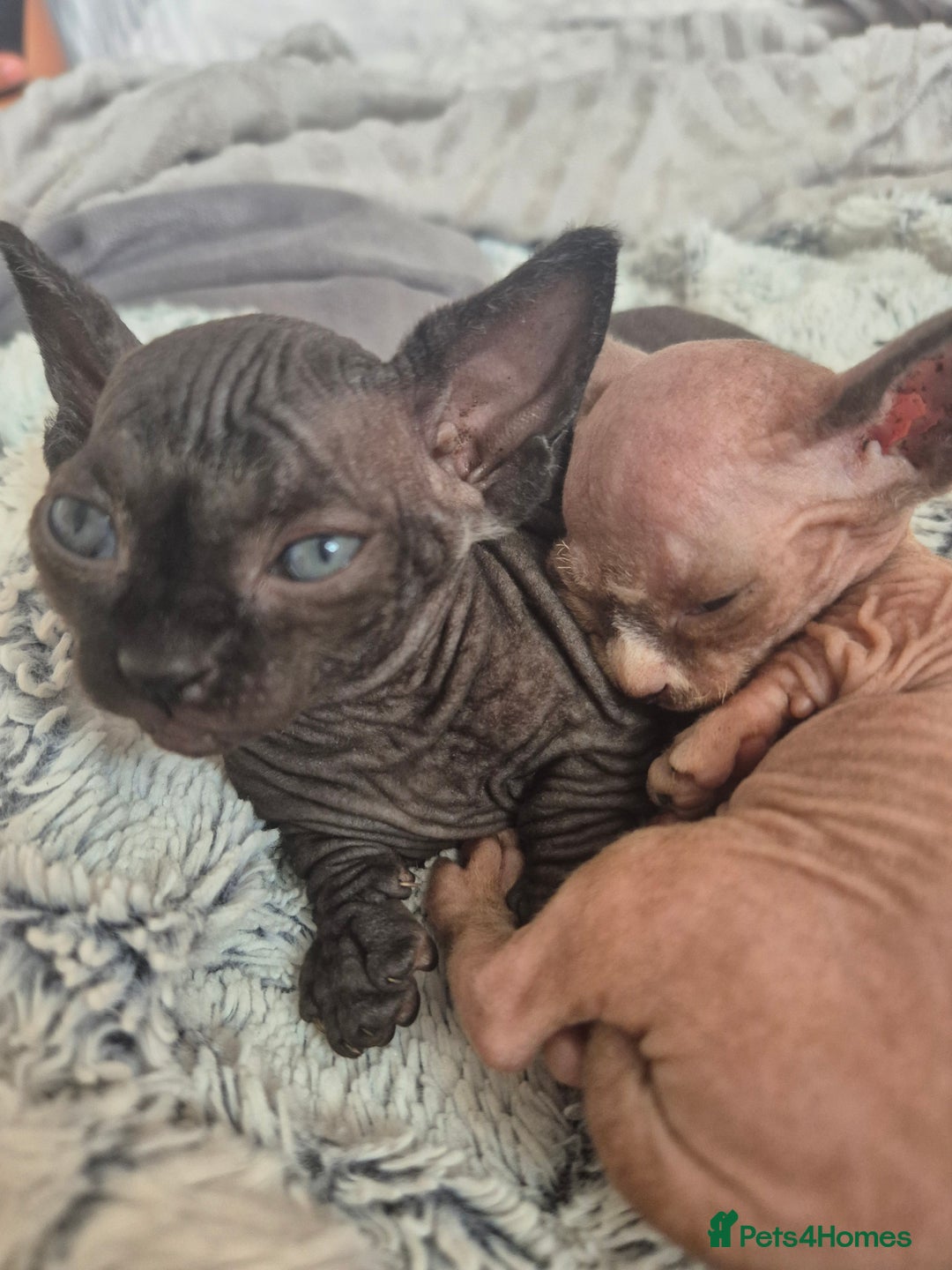 Sphynx cats for sale: Stunning bambino sphynx kittens shortleg and long - Image 10
