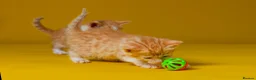 Mixed Breed cats for sale: Orange / ginger male kittens  in Stonehouse - Advert 4