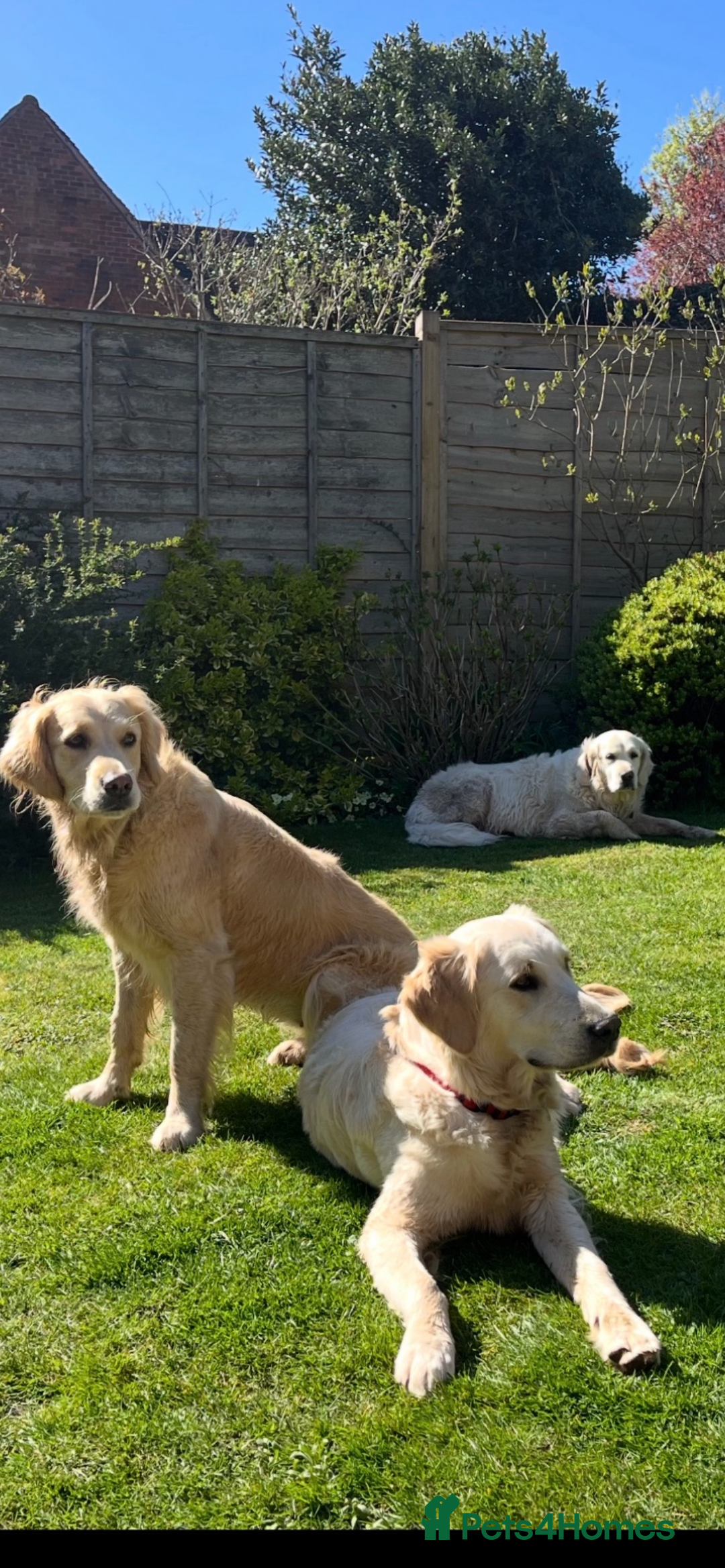 Golden Retriever dogs for sale: DOG SHARE WANTED DERBYSHIRE  - Advert 3