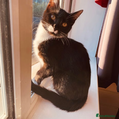 Mixed Breed cats in Coalville - Advert 1