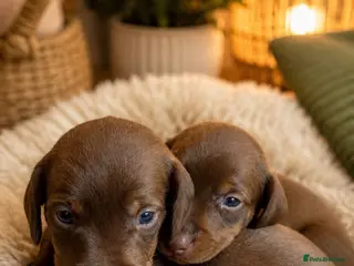 Miniature Dachshund dogs 2 BOYS LEFT⭐️KC Registered Miniature Dachshunds⭐️ - Advert 2