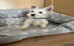 West Highland Terrier dogs for sale: Beautiful west highland terriers puppys - Image 13