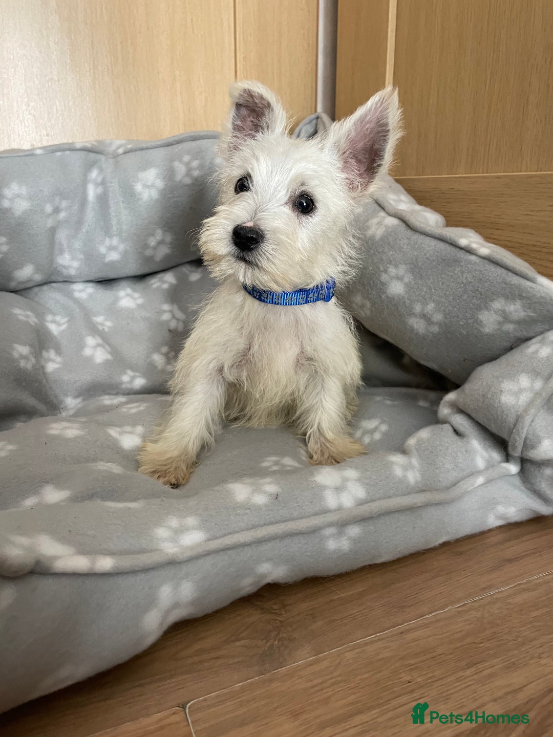 West Highland Terrier dogs for sale: Beautiful west highland terriers puppys - Image 13