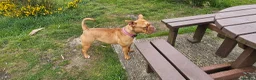 Dogue De Bordeaux dogs for sale: Dog de bordeaux  - Advert 6