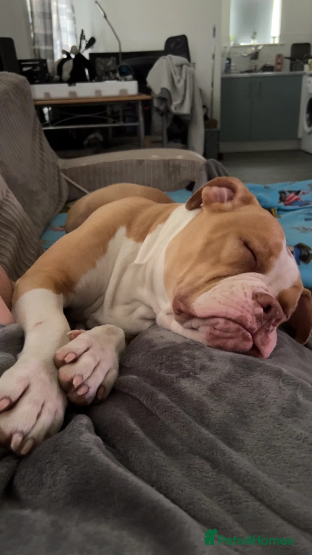 Alapaha Blue Blood Bulldog dogs for sale: Alpha blue blood bulldog  - Advert 2