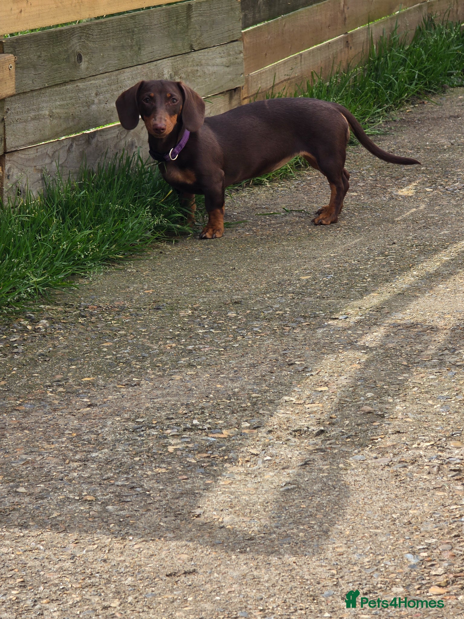 Dachshund dogs miniture dashaund  - Advert 1