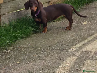 Dachshund dogs miniture dashaund - Advert 1
