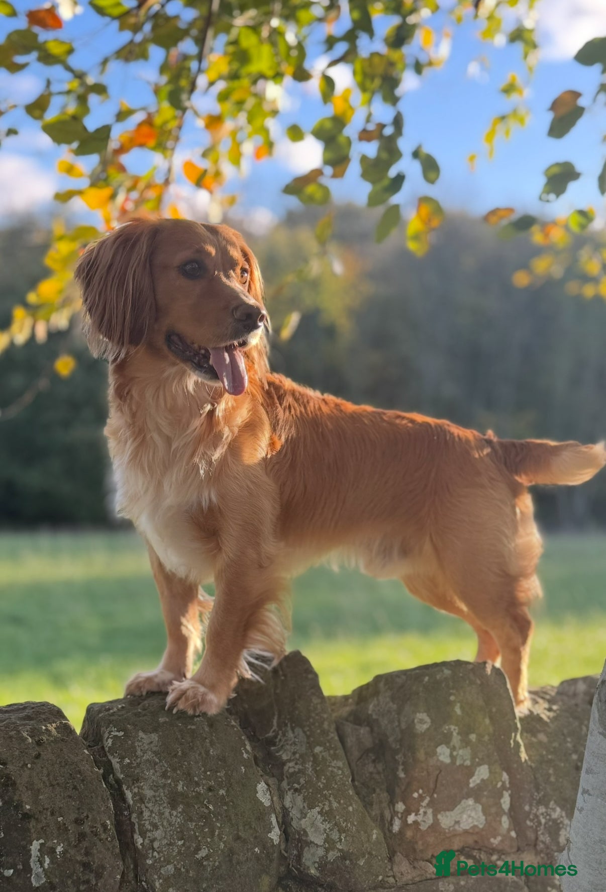 Cocker Spaniel dogs Stunning KC Working Cocker Spaniel at stud - Advert 13