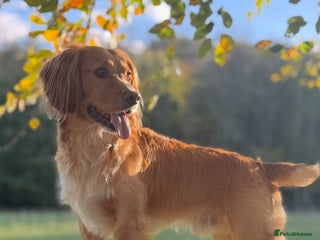 Cocker Spaniel dogs Stunning KC Working Cocker Spaniel at stud - Advert 12