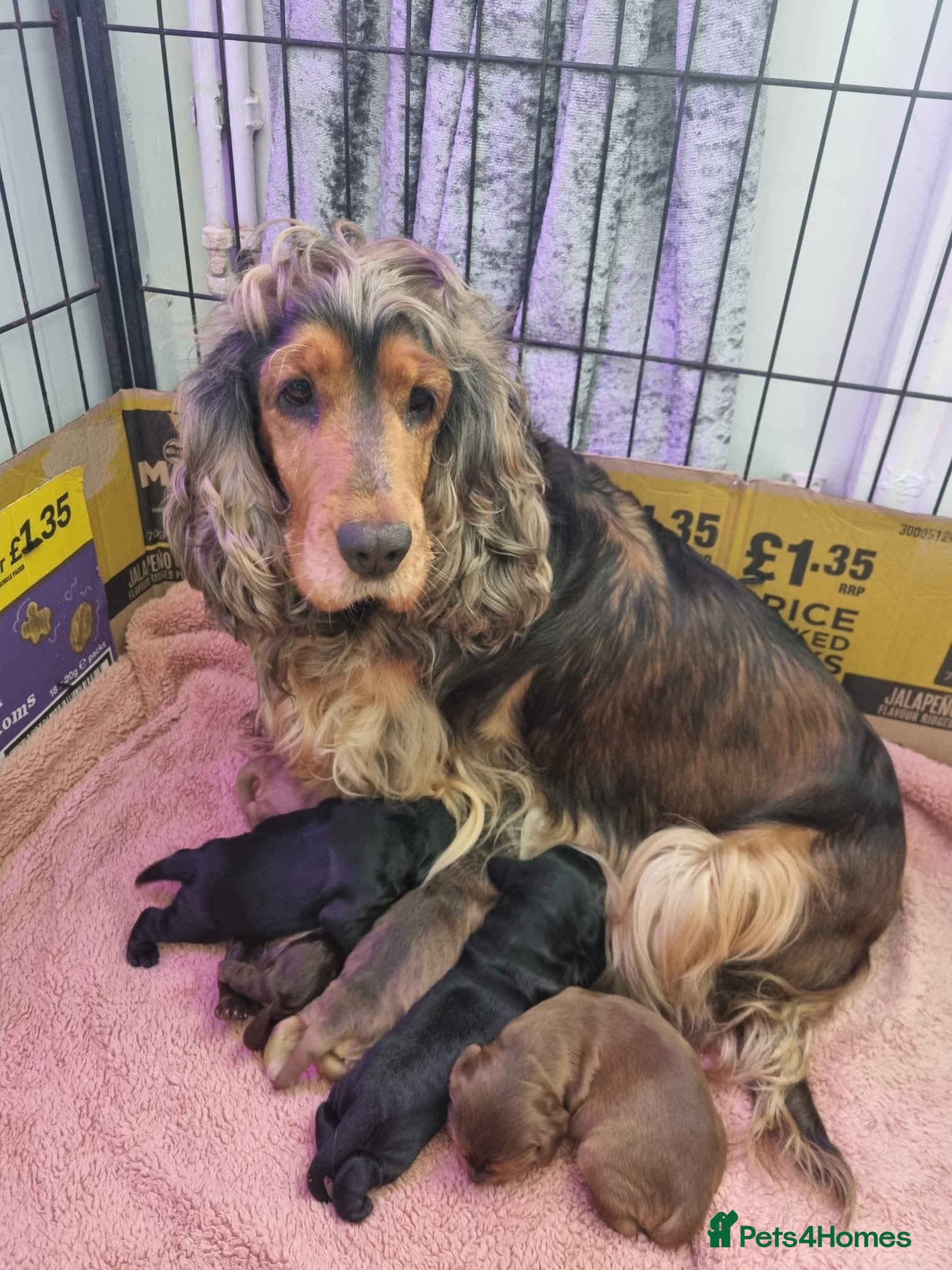 Cocker Spaniel dogs Stunning show cocker spaniel puppy’s  - Advert 1