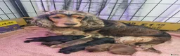 Cocker Spaniel dogs for sale: Stunning show cocker spaniel puppy’s  - Advert 1